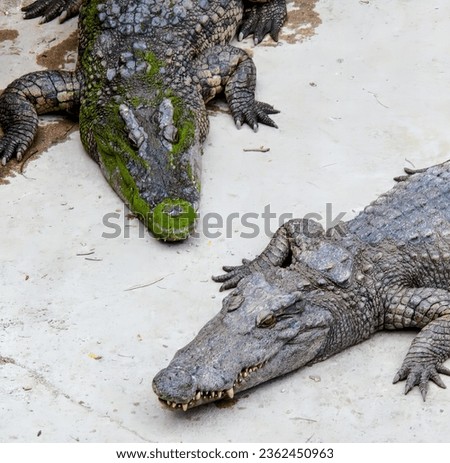 a photography of two alligators laying on the ground next to each other.