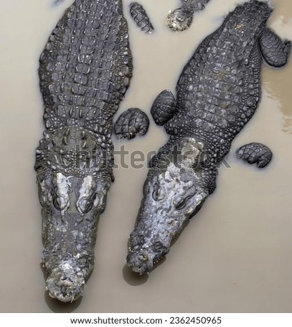 a photography of two alligators in a muddy pool of water, crocodylus niloticuse alligators in muddy water.
