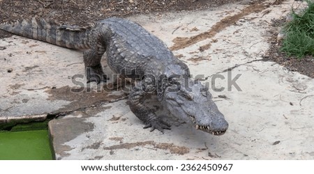 a photography of a large alligator standing on a cement slab, alligator mississipiensis sitting on a rock in a zoo enclosure.