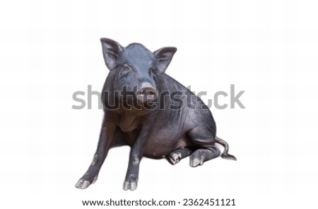 a photography of a pig sitting on the ground with its head turned, sus scrofa, a black pig, sitting on a white background.
