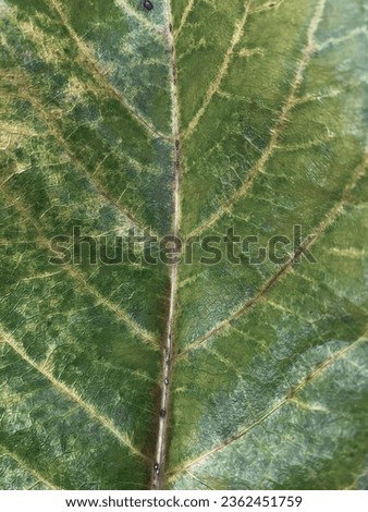a photography of a bug on a leaf with a bug in the middle, chrysomelidia on a leaf with a bug on it.