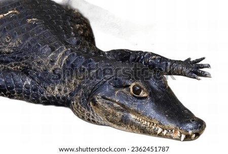 a photography of a black alligator laying on a white surface, alligator mississipiensis, a species of the alligator family.
