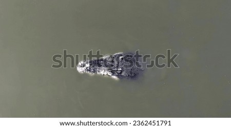a photography of a large alligator floating in a body of water, alligator mississipiensis in the water with its head submerged.