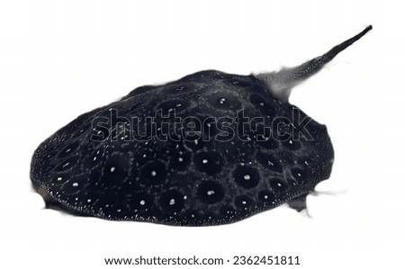 a photography of a black stingper fish with white spots on its back, electric ray fish with black and white speckles on its back. Royalty-Free Stock Photo #2362451811