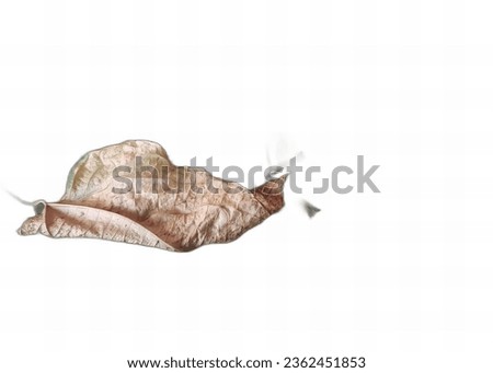 a photography of a leaf with a bird flying by, snail flying through the air with a leaf on its back.