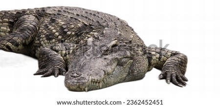 a photography of a large alligator laying down on a white surface, crocodylus niloticus, a large crocodile with a very long snout.