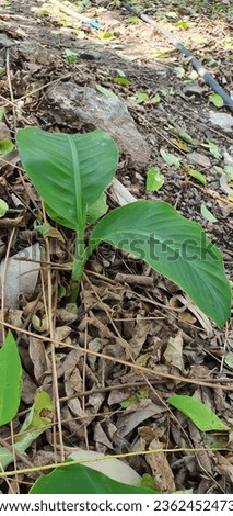 a photography of a plant growing out of the ground in the woods, slugweed growing in the woods on the ground with leaves.