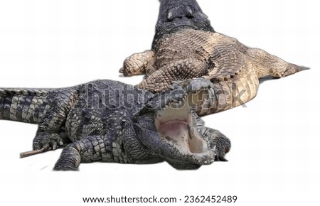 a photography of two alligators with open mouths and their mouths wide open.