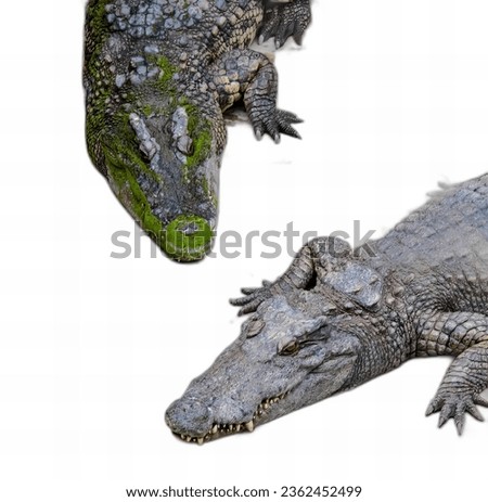 a photography of two alligators are shown in a row, crocodylus niloticuse and a crocodile on a white background.