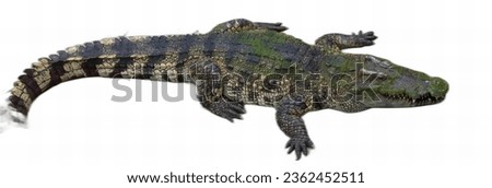 a photography of a crocodile with a white background, alligator mississipiensis, a species of the crocodile family.