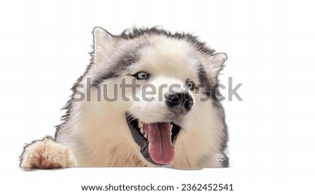 a photography of a dog with its tongue out and its mouth open, eskimo dog with his tongue out and his paw on the ground.