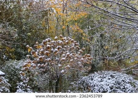 View from a window into a garden with colorful autumn colors and faded hydrangeas that are covered with the first snow of the beginning of winter.