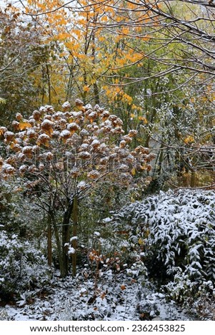 View from a window into a garden with colorful autumn colors and faded hydrangeas that are covered with the first snow of the beginning of winter.