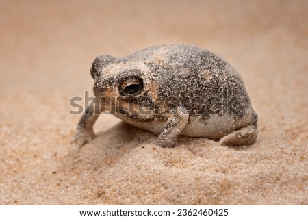 The Desert Rain Frog, Web-footed Rain Frog, or Boulenger's Short-headed Frog (Breviceps macrops) is a species of frog in the family Brevicipitidae. It is found in Namibia and South Africa. Royalty-Free Stock Photo #2362460425