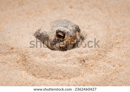 The Desert Rain Frog, Web-footed Rain Frog, or Boulenger's Short-headed Frog (Breviceps macrops) is a species of frog in the family Brevicipitidae. It is found in Namibia and South Africa. Royalty-Free Stock Photo #2362460427