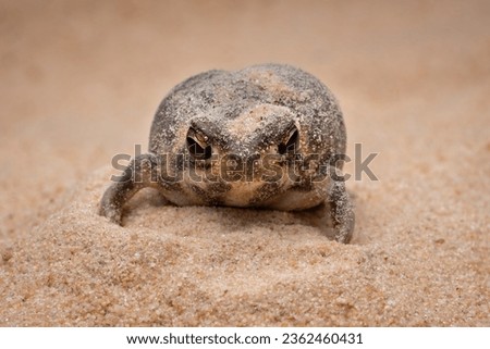 The Desert Rain Frog, Web-footed Rain Frog, or Boulenger's Short-headed Frog (Breviceps macrops) is a species of frog in the family Brevicipitidae. It is found in Namibia and South Africa. Royalty-Free Stock Photo #2362460431