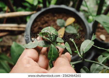 caterpillars on leaves, farmer's hand with caterpillars on leaves, plant enemies Royalty-Free Stock Photo #2362464261