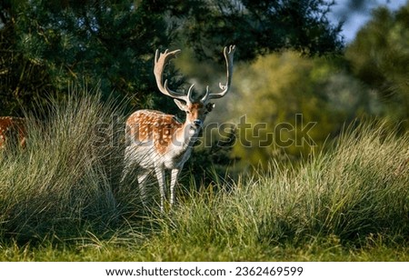 Young deer in the wild. Deer in nature. Cute young deer. Deer portrait Royalty-Free Stock Photo #2362469599