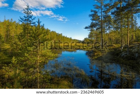 Swamp in the forest in September. Forest swamp landscape. Backwater in forest swamp. Forest backwater landscape Royalty-Free Stock Photo #2362469605
