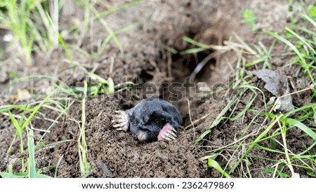 the mole comes out of the hole, the concept of fighting moles Royalty-Free Stock Photo #2362479869