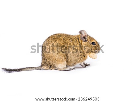 picture of a small degu holding a peanut 