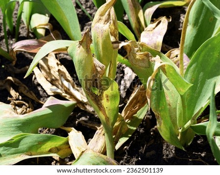 Tulip fire disease on tulips. Fungal disease caused by Botrytis tulipae fungus