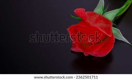14 Subat Sevgililer Gunu or February 14th, Valentine's Day.background and Close-up red rose. Black background