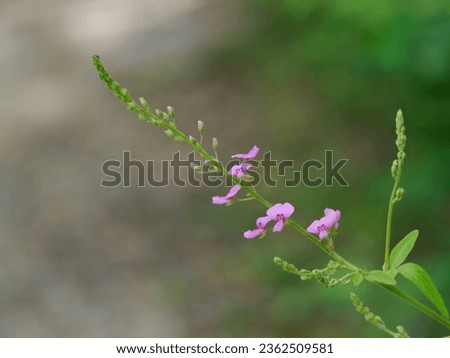 Panicled Tick Trefoil with small red purple flowers Royalty-Free Stock Photo #2362509581