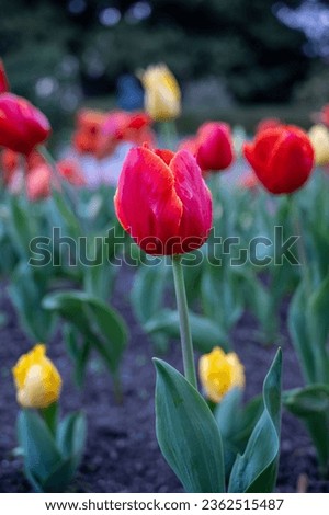 Australian spring time tulip blooming in spring. bright tulip flower field. summer field of flowers. gardening and floristics. nature beauty and freshness