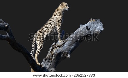 Beautiful black background a cheetah is standing on a branch of a brown tree looking for food