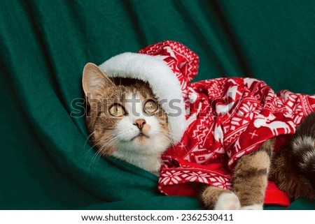 A cat in a New Year's costume on a green background