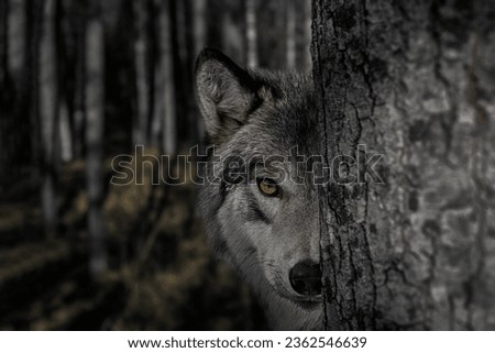 Adult wolf peeps out from behind a tree trunk in a dark forest. Half of the face is visible, the formidable gaze of the leader of the pack, blurred background, selective focus