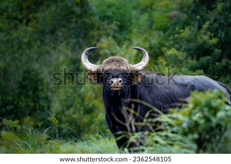 Portrait picture of Indian Bison
