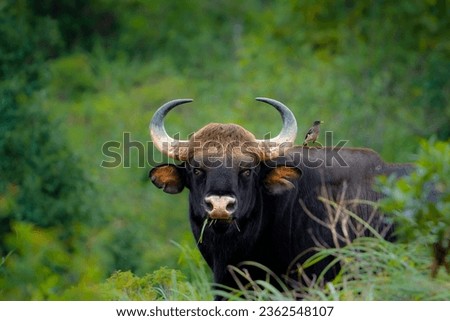 Portrait picture of Indian Bison