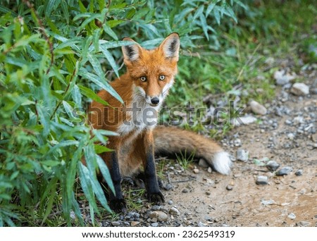 Cute red fox sits in green bushes on a dirt road and looks at the camera