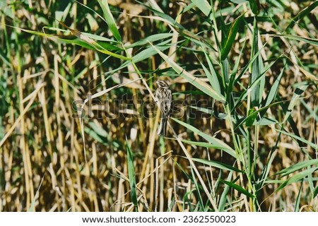 Reed bunting, scientific name emberiza schoeniclus, taken in the Danube Delta, Romania.