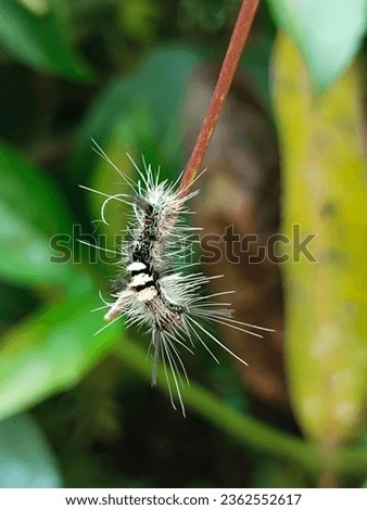 rare caterpillar with full of hair on body