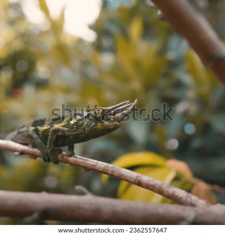 reptile in forest on tree picture nature animal lives