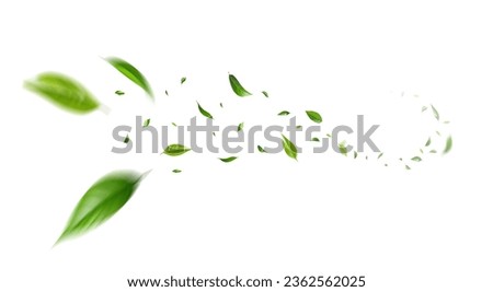 Flying green leaves on white background. Fresh spring foliage. Environment and ecology backdrop