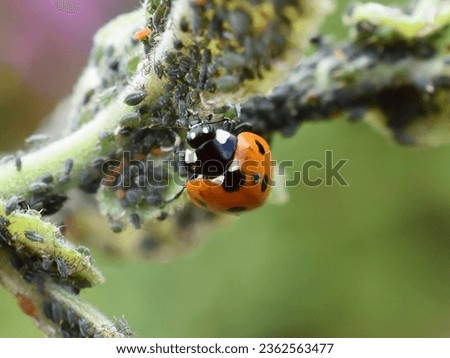 Ladybird eating aphids on a leaf natural aphid pest control Royalty-Free Stock Photo #2362563477