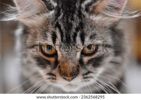 Potrait of stripped gray cat