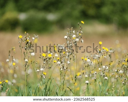 natural meadow in summer with flowers blooming and blur background