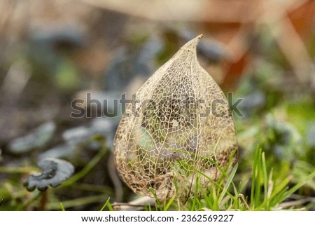 green summer foliage details background with leaves and plants