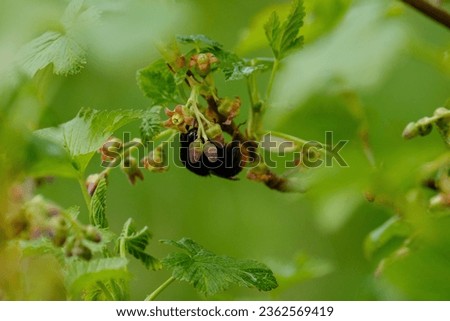 green summer foliage details background with leaves and plants