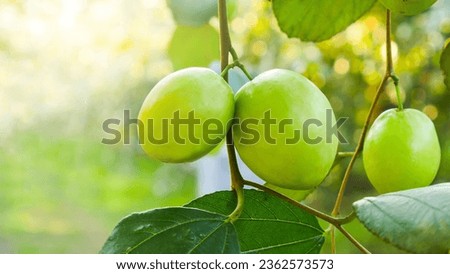 The close up picture of green jujube fruit in the garden with the yellow light in. the garden background.