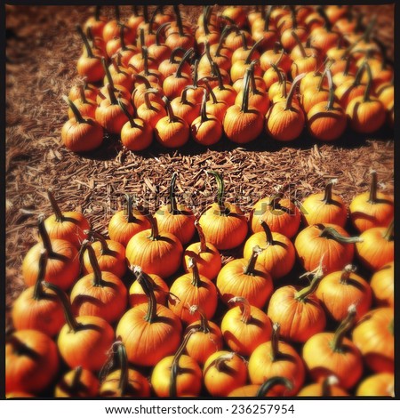 Instagram Filtered Images of Pumpkins at a Pumpkin Farm in North Georgia, USA
