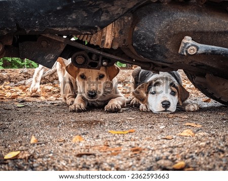 dogs lying under a vehicle when it rains