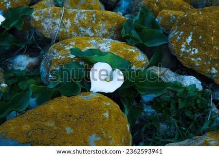 Calla Lily among leaves and stones