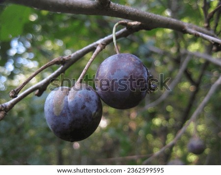 macro photo with a decorative natural background of black fruits of a wild forest plum tree in autumn for design as a source for prints, posters, wallpaper, decor, interiors, advertising, decoration