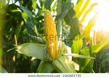 Corn grows in the field. Cob of corn. A selective focus picture of corn cob in organic field.